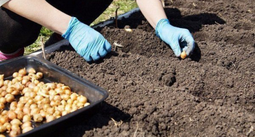 Jak správně zasadit cibuli před zimou?